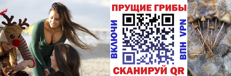 купить наркоту  Вяземский  Галлюциногенные грибы MAGIC MUSHROOMS 